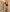 COCO HALTER GOWN - SAGE GREEN